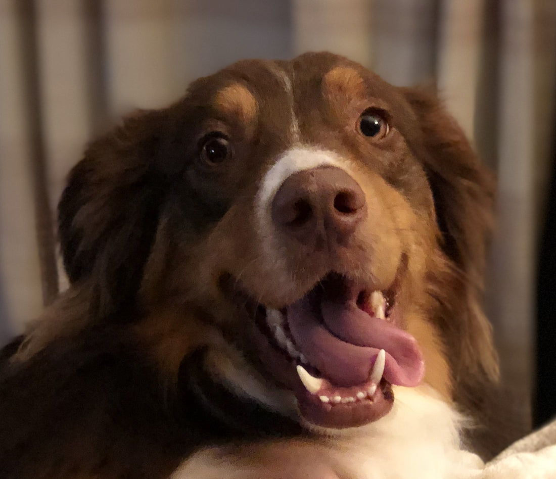 Ask us about up dog
